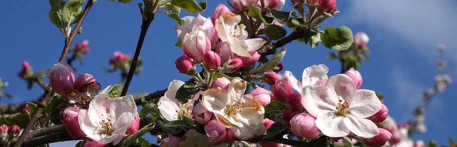 Streuobstwiese