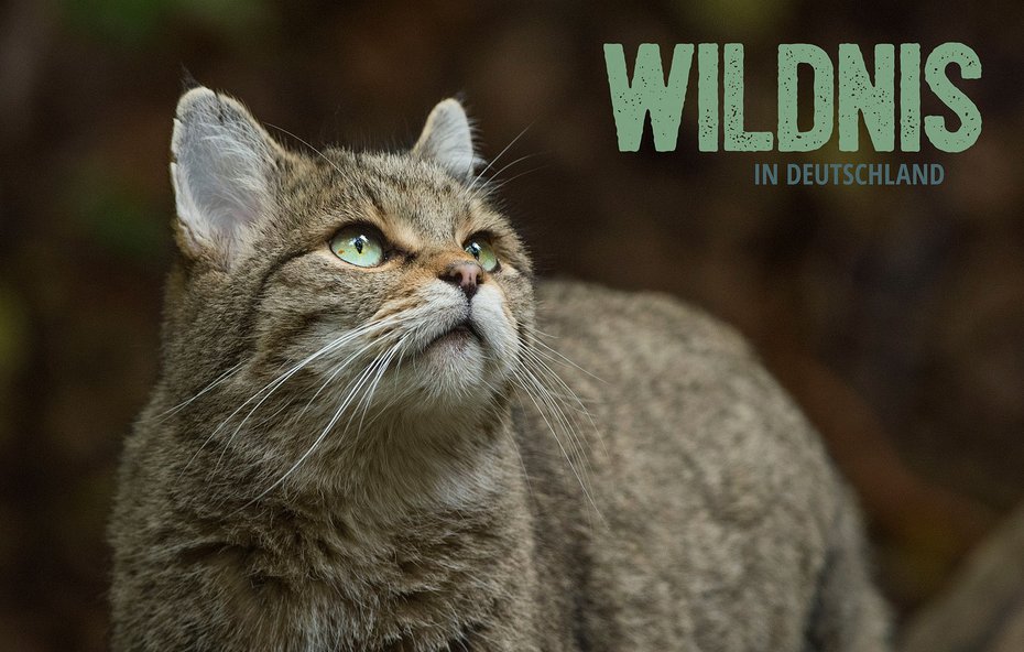 Wildnis in Deutschland