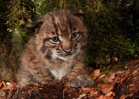 10 Prozent Naturwälder - Luchs