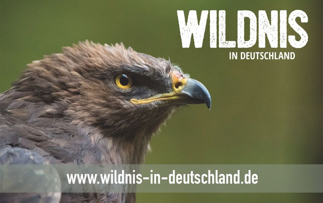 Hintergrund Wildnisschutz - Wildnis in Deutschland